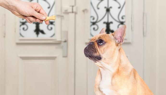 Hinterpfote geben so lernt dein Hund diesen Trick ZooRoyal Magazin