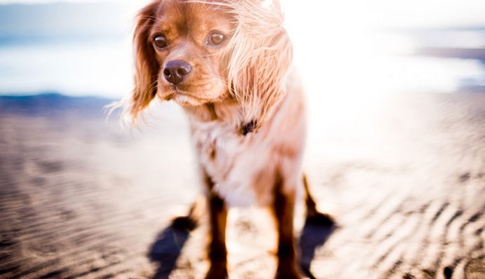 Magendrehung beim Hund lebensbedrohliche Gefahr ZooRoyal Magazin