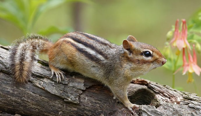 Streifenhörnchen Haltung: Wie beschäftige ich mein Hörnchen? | ZooRoyal