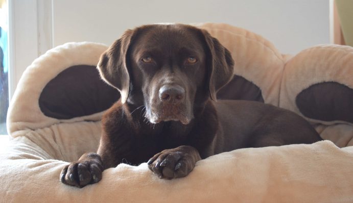 Hund an die Hundebox gewöhnen so klappt es! ZooRoyal Magazin