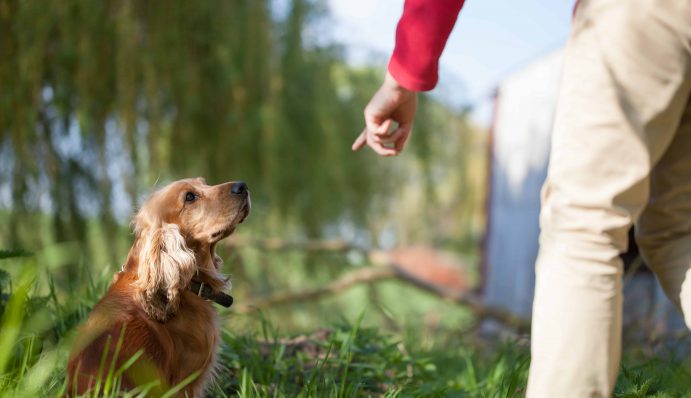 HundMenschTeam Tests zeigen, warum Hunde uns brauchen! ZooRoyal