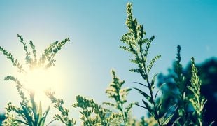 Solartechnik für den Gartenteich