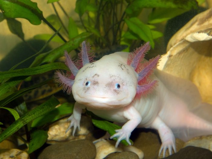 Axolotl Haltung: Urzeitliche Aquarienbewohner | ZooRoyal Magazin