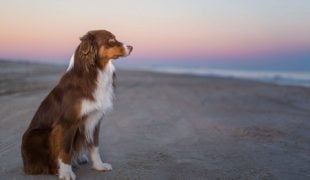 Australian Shepherd