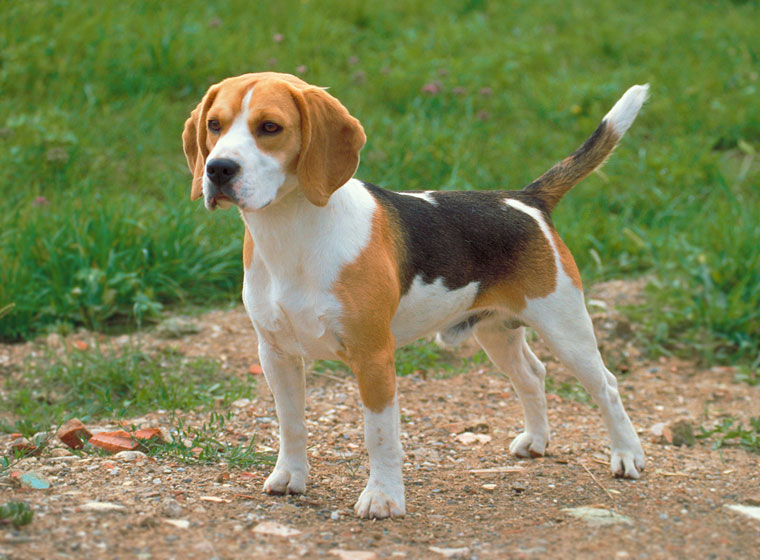 Beagle Rasseportrait Hunde Magazin | ZooRoyal Magazin