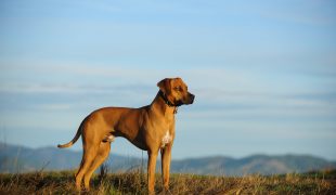 rhodesian ridgeback