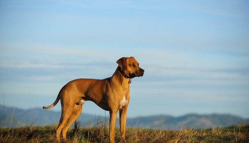 rhodesian ridgeback