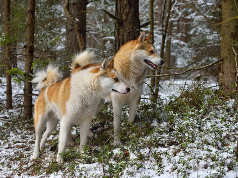 Russischeuropäischer Laika im Rasseportrait ZooRoyal Magazin