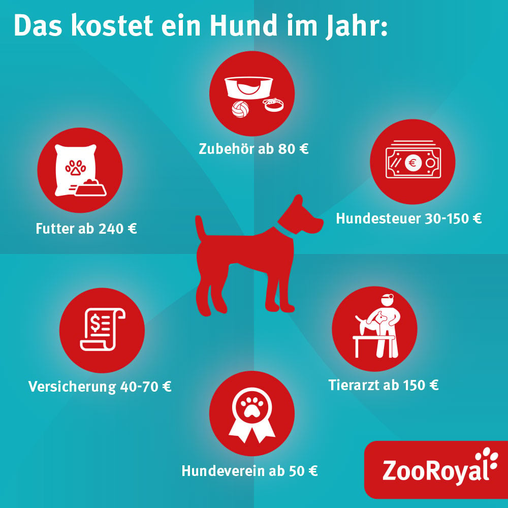 Was Kostet Ein Hund In Anschaffung Und Haltung? | ZooRoyal Magazin