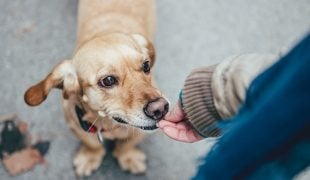 Schnappen nach Futter stoppen