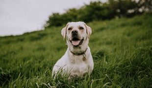 Naturheilkunde für Hunde