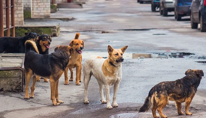 Magendrehung beim Hund lebensbedrohliche Gefahr ZooRoyal Magazin