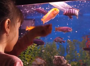 Aquarium für Kinder - Tipps für die Planung | ZooRoyal Magazin