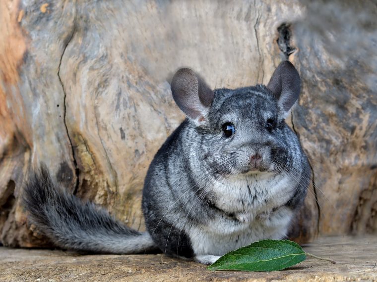 Chinchilla als Haustier | ZooRoyal Magazin