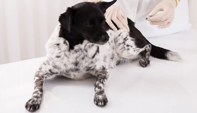 Magendrehung beim Hund lebensbedrohliche Gefahr ZooRoyal Magazin