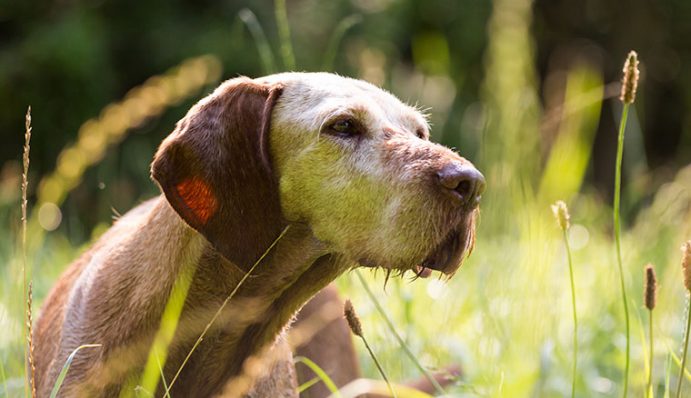 Hund im Alter das ist zu beachten ZooRoyal Magazin