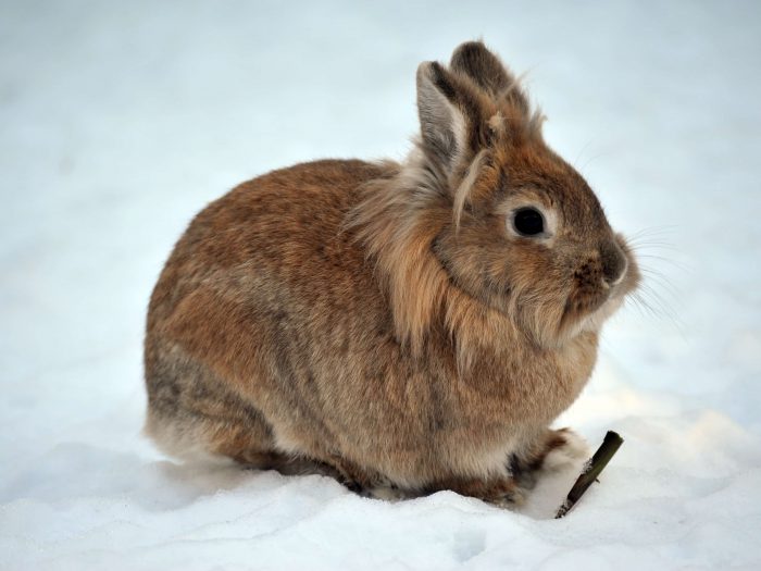 Kleintierhaltung im Winter Gehege und Fütterung