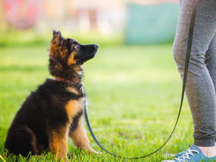 Wie viel Sozialkontakte braucht mein Hund? ZooRoyal Magazin