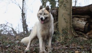 Alaskan Malamute Im Rasseportrait Zooroyal Magazin