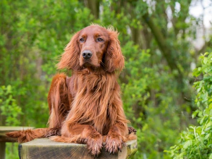 Irish Setter im Rasseportrait ZooRoyal Magazin