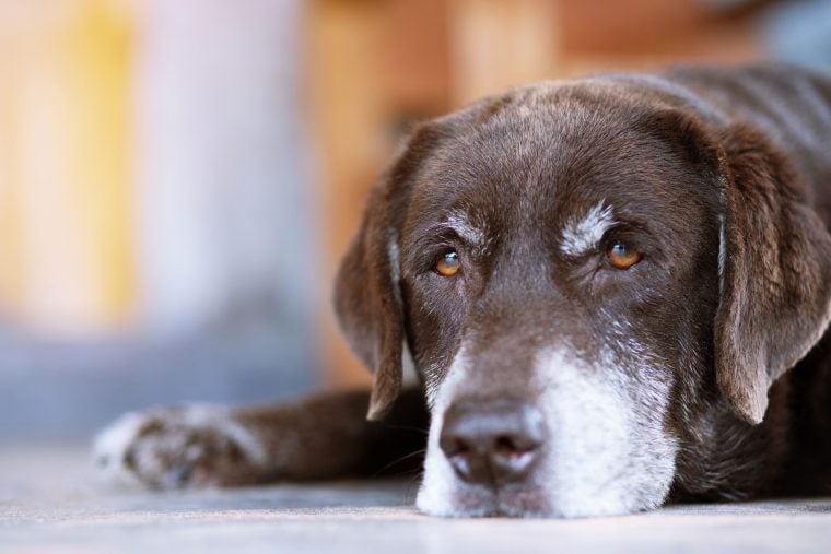 Demenz bei Hunden Symptome, Ursachen und Tipps ZooRoyal Magazin