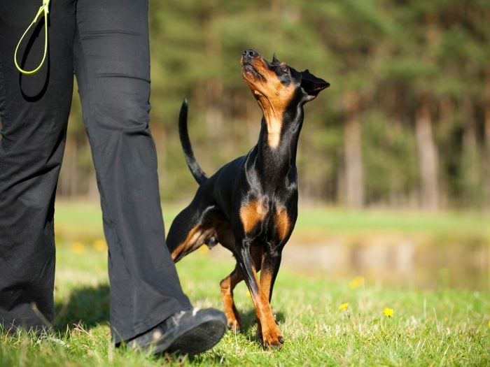 Bei Fuß mit deinem Hund trainieren ZooRoyal Magazin