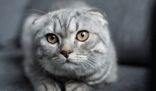 Scottish Fold