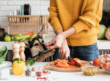 HUnd vegetarisch ernähren