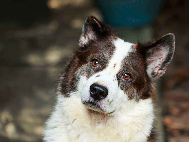 Thai Bangkaew Dog - Charakter, Größe & Erziehung | Steckbrief