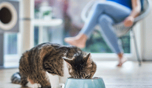 Wieviel Trockenfutter und Nassfutter brauchen Katzen?