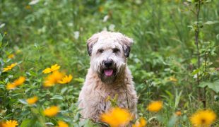 Irish Glen of Imaal Terrier