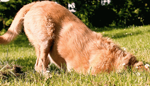 Grasmilben Hund