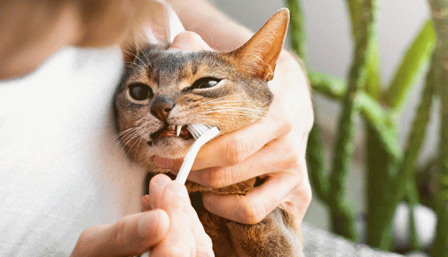 Katze Zähne putzen