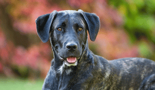 Cão Fila de São Miguel