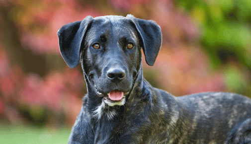 Cão Fila de São Miguel