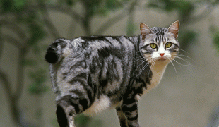 Japanese Bobtail