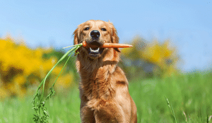 Gemüse für Hunde