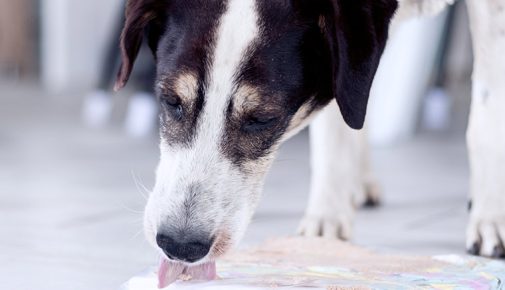 Leinwand bemalen mit Hund