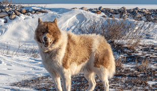 Canadian Eskimo Dog