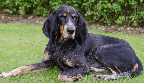 Luzerner Laufhund