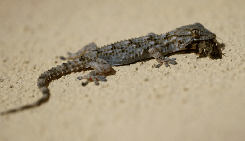 Mauergecko