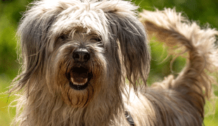 Cão da Serra de Aires