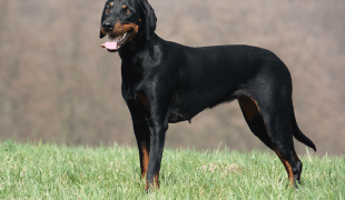 Montenegrinischer Gebirgslaufhund