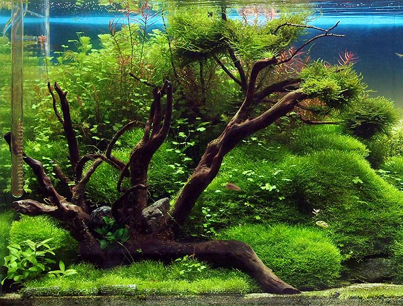 Süsswasseraquarien planen und einkaufen